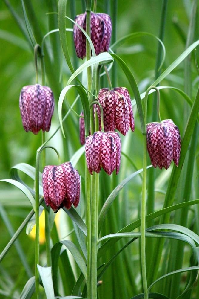 Fritillaria Flower Seeds for Planting – Heirloom Non-GMO, High Germination Organic Garden Seeds