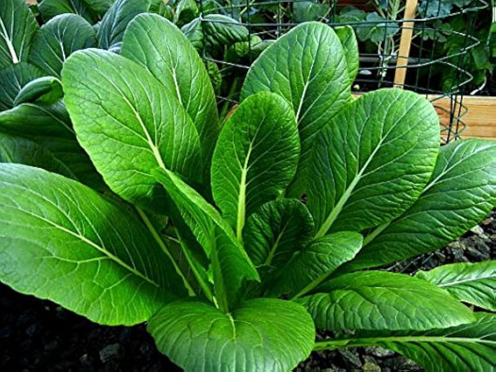 Green Komatsuna Vegetable Seeds for Planting – Heirloom & Non-GMO Asian Greens for Nutritious Gardens