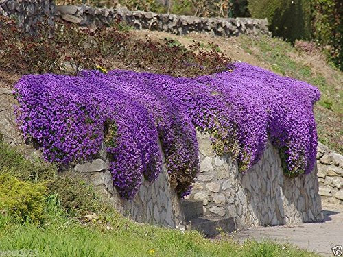 Purple Aubrieta Rock Cascade Seeds, Heirloom Non-GMO Flowers for Long Bloom Garden Planting