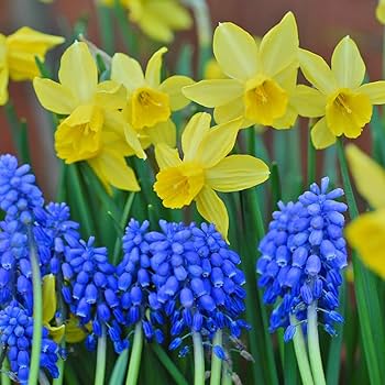 Blue Yellow Daffodil Flower Seeds for Planting – Heirloom, Non-GMO, Bright Blooms, High Germination
