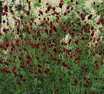 Herb Seeds,Garden seeds, Seeds For Planting,Plant Seeds