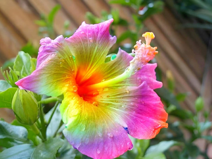 Rainbow Hibiscus Flower Seeds for Planting – Heirloom, Non-GMO, Fragrant High Germination Seeds