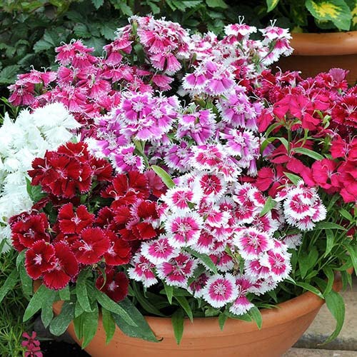 Mixed William Flower Seeds for Planting - Heirloom, Non-GMO, High Germination Organic Garden Seeds