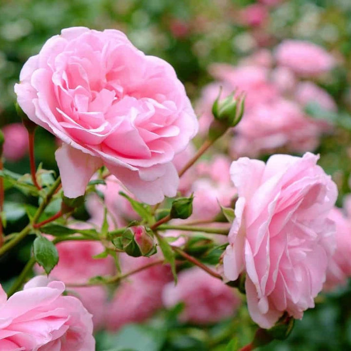 Pink Rose Tree Flower Seeds for Planting – Colorful Display, Heirloom &amp; Non-GMO Seeds for Home Garden