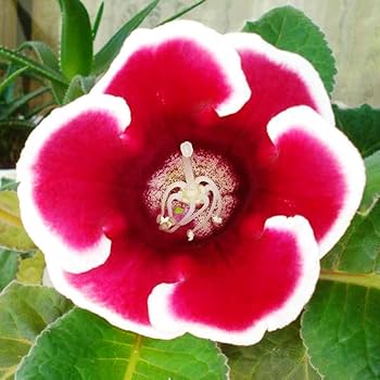 Brazilian Gloxinia Flower Seeds for Planting Red White – Cottage Garden Essential, Heirloom, Non-GMO, High Germination Organic Garden Seeds