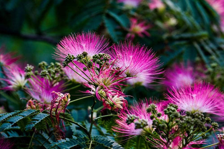 Pink Mix Acacia Perennial Flower Seeds for Planting – Heirloom, Non-GMO, High Germination Seeds