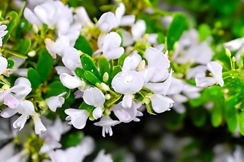 White Simsii Bonsai Flower Seeds for Planting – Drought Tolerant, Heirloom & Non-GMO for Home Garden