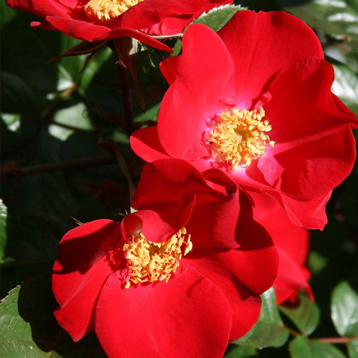 Red Rugosa Rose Flower Seeds for Planting – Wildflower Mix, Heirloom, Non-GMO, High Germination Organic Garden Seeds