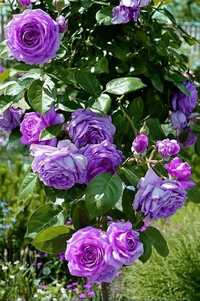 Violet Climbing Rose Flower Seeds for Planting Heirloom Non-GMO High Germination Organic Garden Seeds