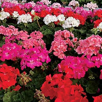 Flower Seeds, Seeds,Seeds For Planting,Plant Seeds