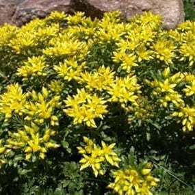 Flower Seeds, Seeds,Seeds For Planting,Plant Seeds
