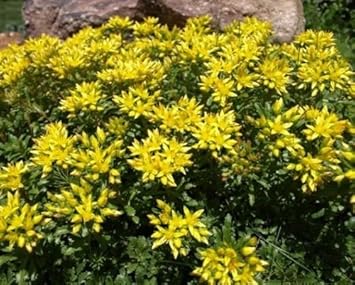 Flower Seeds, Seeds,Seeds For Planting,Plant Seeds
