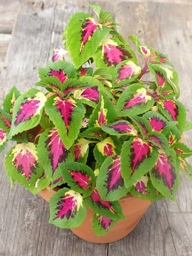 Green Pink Coleus Seeds for Planting – Heirloom, Non-GMO, Bright Foliage, High Germination Variety