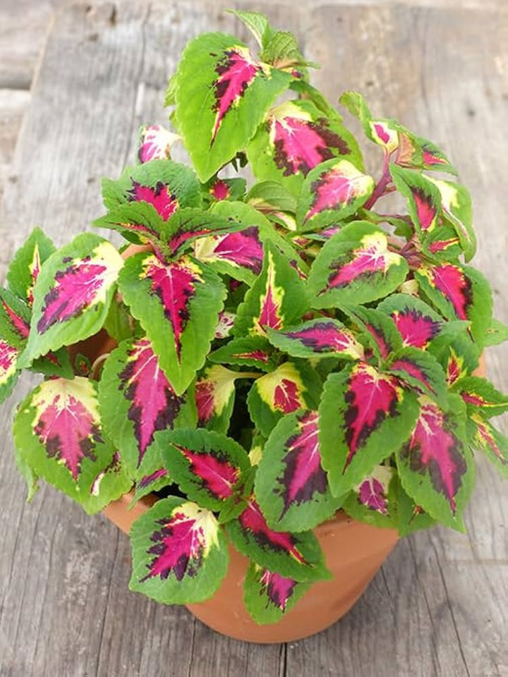 Green Pink Coleus Seeds for Planting – Heirloom, Non-GMO, Bright Foliage, High Germination Variety