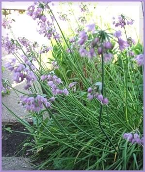 Flower Seeds, Seeds,Seeds For Planting,Plant Seeds