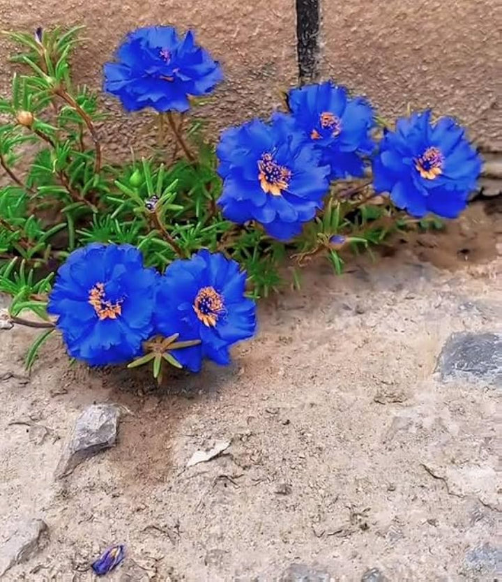 Dark Blue Nopalxochia Flower Seeds for Planting – Heirloom Non-GMO Organic Garden Seeds