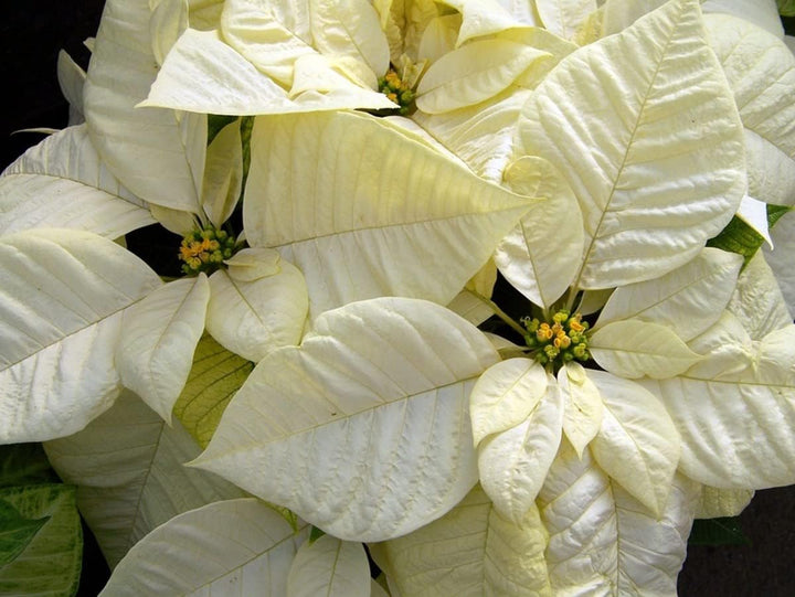 Flower Seeds, Seeds,Seeds For Planting,Plant Seeds