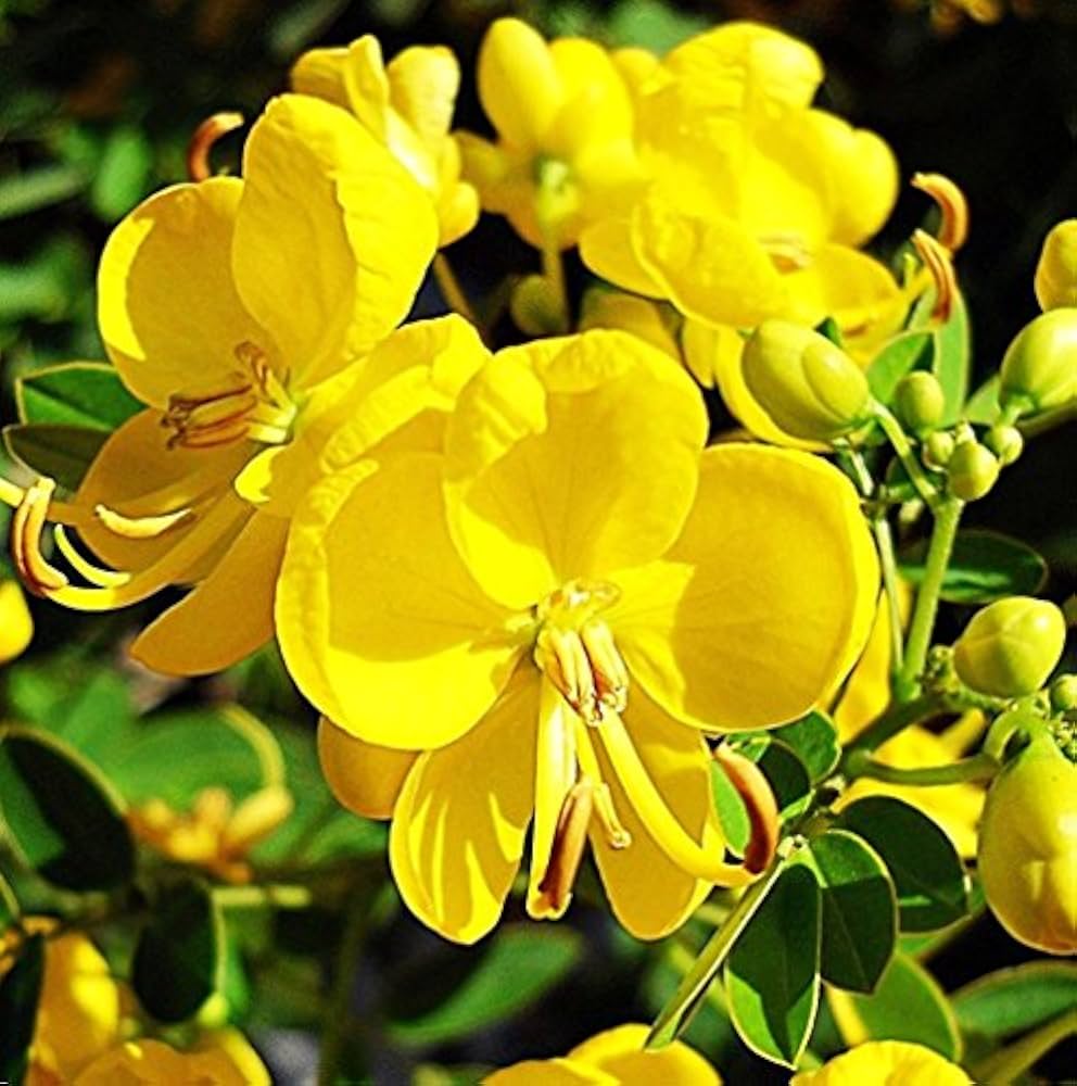 Cassia Biflora Flower Seeds for Planting – Heirloom, Non-GMO, Hardy Variety Organic Garden Seeds