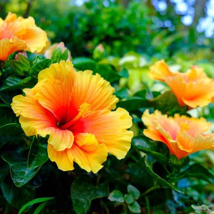 Flower Seeds, Seeds,Seeds For Planting,Plant Seeds