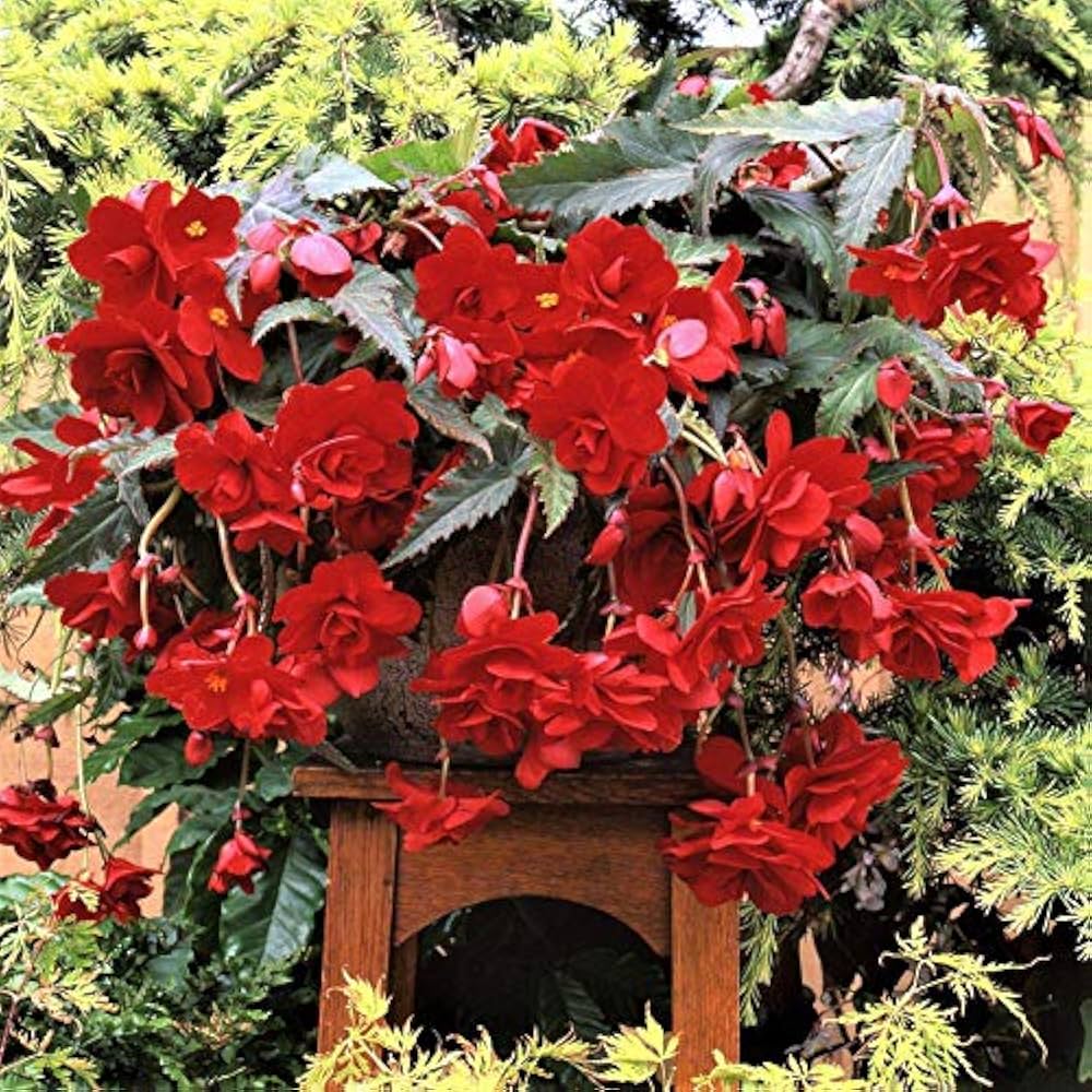 Red Cascade Flower Seeds for Planting – Heirloom, Non-GMO, Shade Tolerant, High Germination