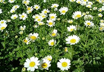 Flower Seeds, Seeds,Seeds For Planting,Plant Seeds