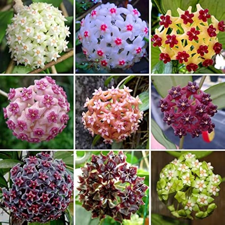 Burgundy Hoya Flower Seeds - Heirloom, Non-GMO, Shade Tolerant, High Germination