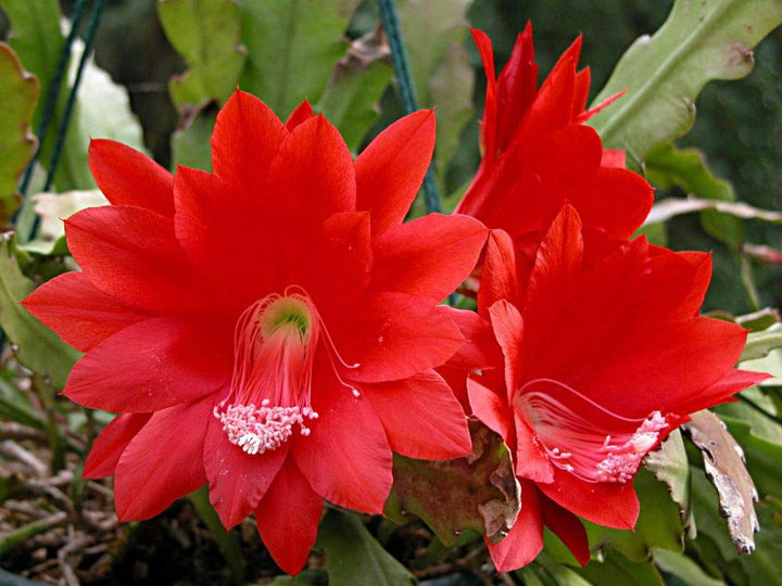 Flower Seeds, Seeds,Seeds For Planting,Plant Seeds