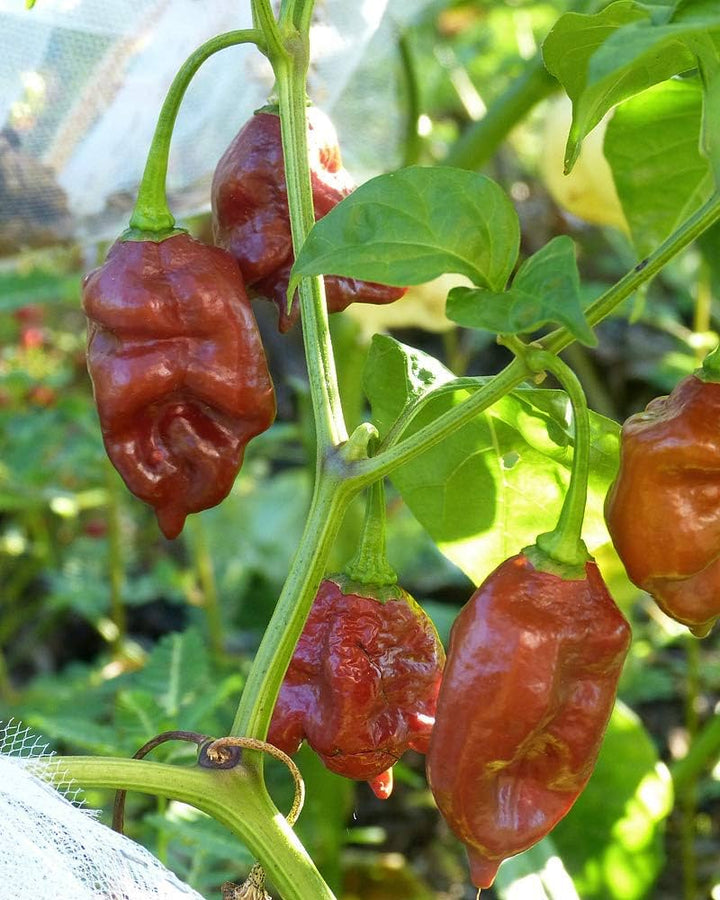 Chocolate Moruga Scorpion Pepper Seeds for Planting – Heirloom, Non-GMO, Extra Hot Pepper – High Germination