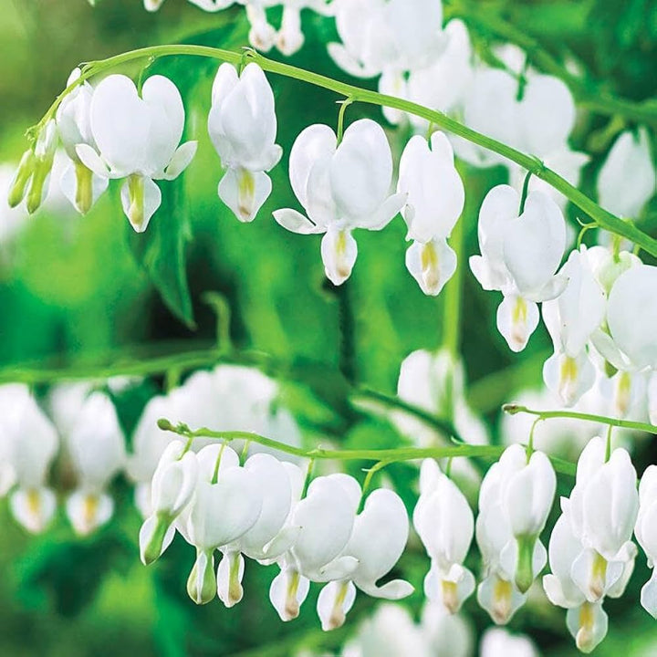 White Heart Flower Seeds for Planting – Sun Loving, Heirloom & Non-GMO Organic Garden Seeds for Home Garden