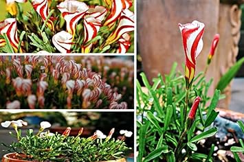 Flower Seeds, Seeds,Seeds For Planting,Plant Seeds