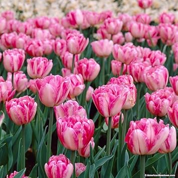 Flower Seeds, Seeds,Seeds For Planting,Plant Seeds