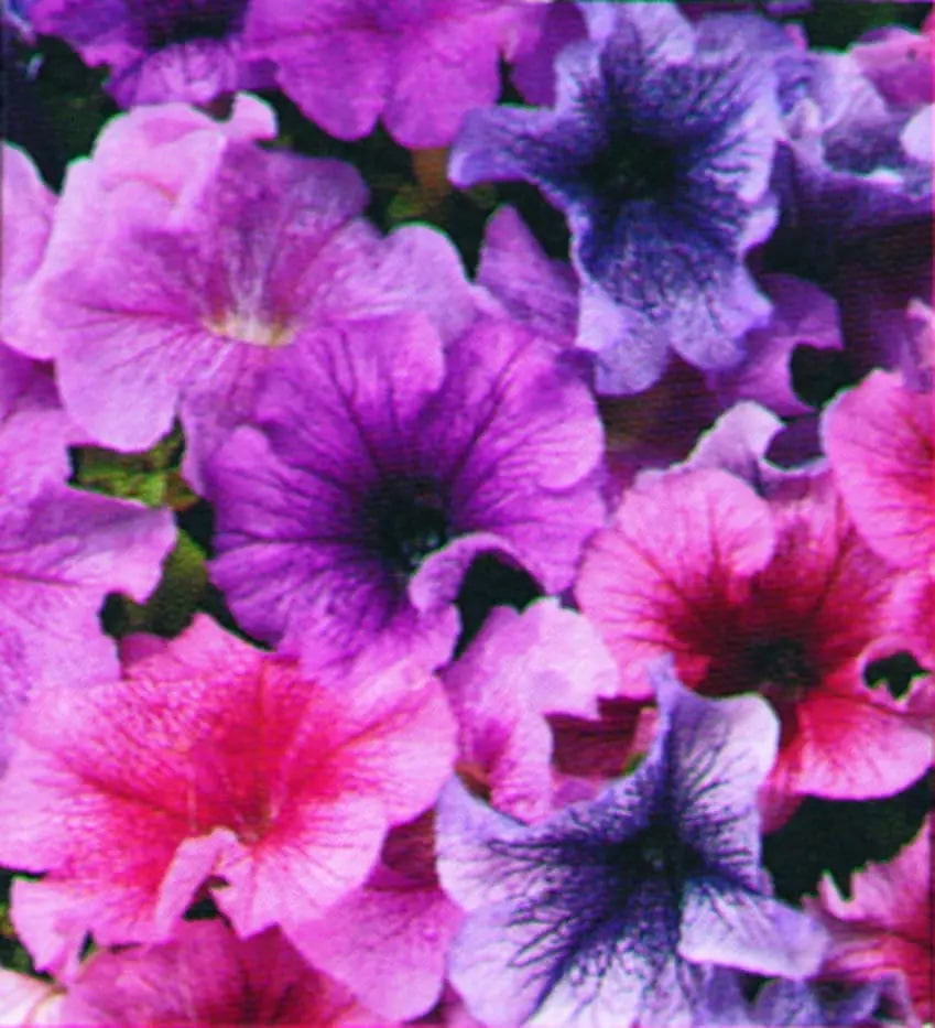 Daddy Mixed F1 Petunia Seeds for Planting – Heirloom, Non-GMO, High Germination Flower Blend