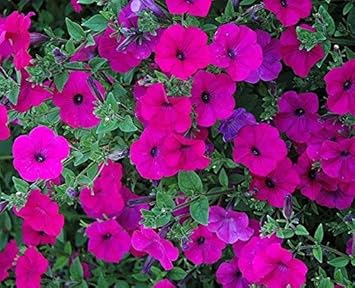 Flower Seeds, Seeds,Seeds For Planting,Plant Seeds