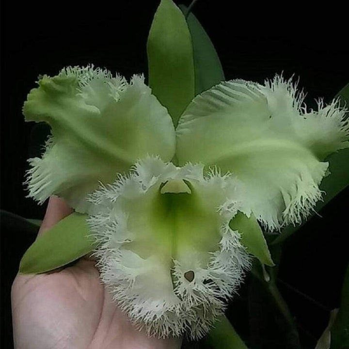 Light Green Cattleya Flower Seeds for Planting Heirloom Non-GMO High Germination Organic Garden Seeds
