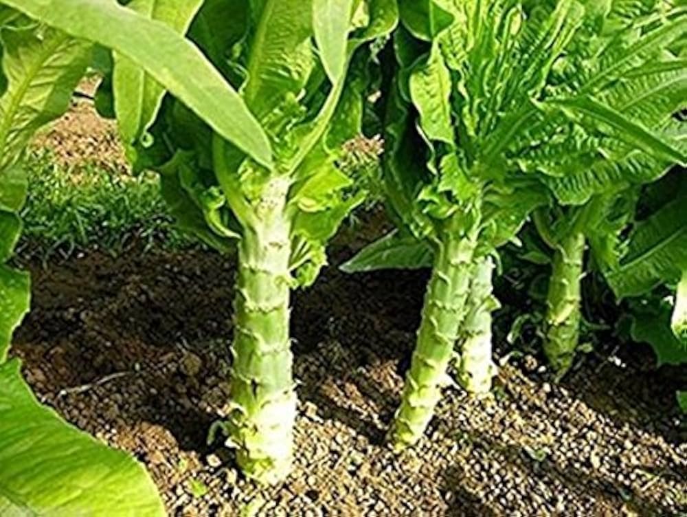 Celtuce Vegetable Seeds for Planting – Heirloom & Non-GMO Seeds, Unique Stem Lettuce with Crisp Texture