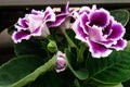 Purple White Gloxinia Seeds – Heirloom, Non-GMO, Cut Flower Favorite