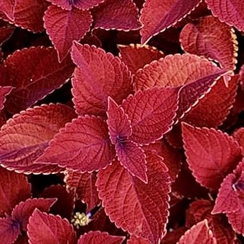 Deep Red Coleus Flower Seeds for Planting – Heirloom, Non-GMO, High Germination Garden Seeds