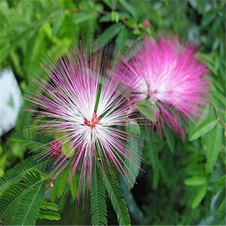 Flower Seeds, Seeds,Seeds For Planting,Plant Seeds