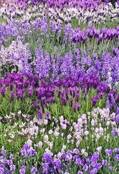 Flower Seeds, Seeds,Seeds For Planting,Plant Seeds