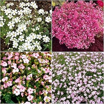 Flower Seeds, Seeds,Seeds For Planting,Plant Seeds