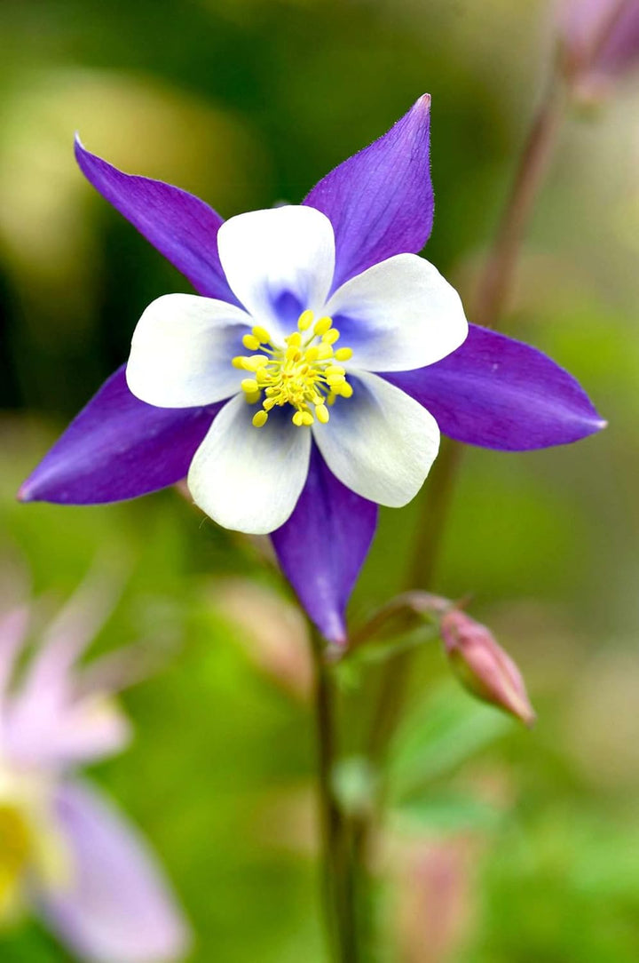 Flower Seeds, Seeds,Seeds For Planting,Plant Seeds