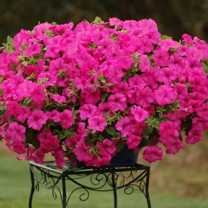 Flower Seeds, Seeds,Seeds For Planting,Plant Seeds