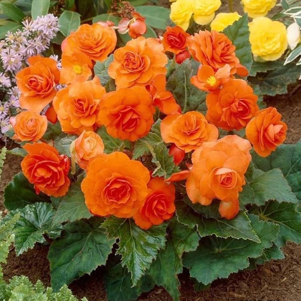 Orange Begonia Flower Seeds for Planting – Heirloom Non-GMO, High Germination Organic Garden Seeds