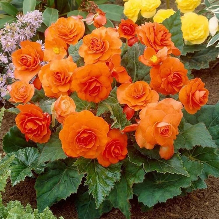 Orange Begonia Flower Seeds for Planting – Heirloom Non-GMO, High Germination Organic Garden Seeds