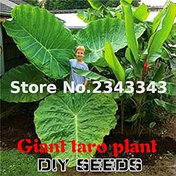 Flower Seeds, Seeds,Seeds For Planting,Plant Seeds