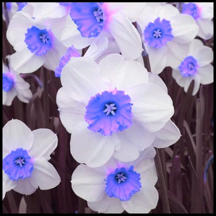 Blue White Daffodils Flower Seeds for Planting | Heirloom Non-GMO High Germination