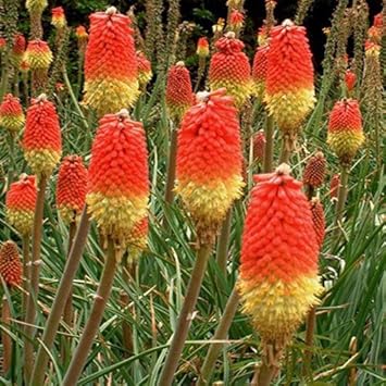 Flower Seeds, Seeds,Seeds For Planting,Plant Seeds