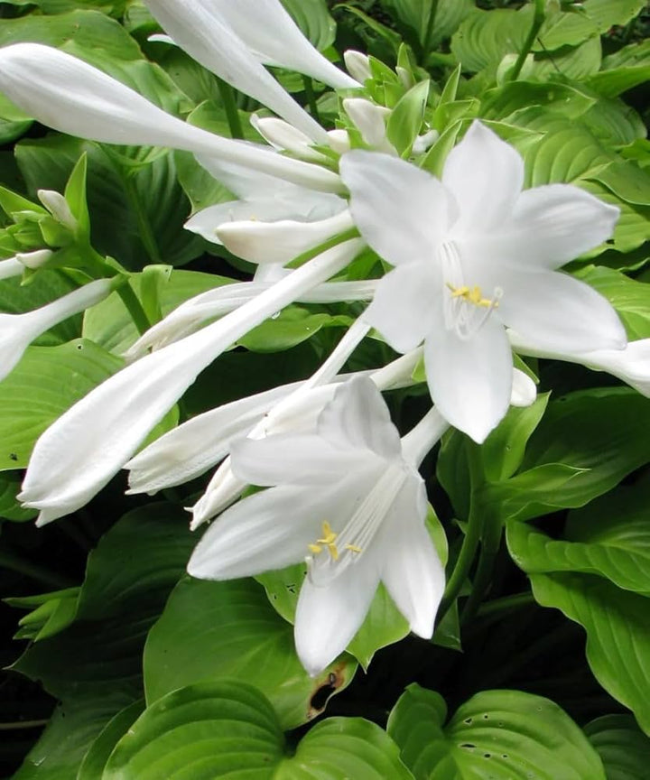 Hosta Lily Flower Seeds for Planting – Heirloom, Non-GMO, High Germination Organic Garden Seeds