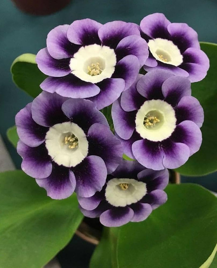 Flower Seeds, Seeds,Seeds For Planting,Plant Seeds