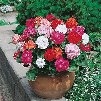 Flower Seeds, Seeds,Seeds For Planting,Plant Seeds